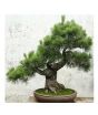 iShopping - HusMah Japanese Pinus Thunbergii Pine Tree