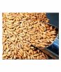 iShopping - Khan Dry Fruits Chilgoza Pine Nuts 1kg