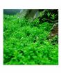 iShopping - HusMah Live Aquarium Fish Tank Big Leif Plants Seeds-100 Seeds