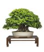 iShopping - HusMah Mini Bonsai Korean Bornbeam Seeds