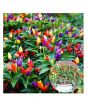 iShopping - HusMah Ornamental Hot Chili Imported Seeds