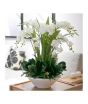 iShopping - HusMah Phalaenopsis Orchid Seeds White