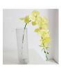 iShopping - HusMah Phalaenopsis Orchid Seeds Yellow Home Gardening