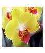 iShopping - HusMah Phalaenopsis Orchid Yellow Pink Seeds