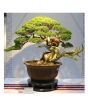 iShopping - HusMah Rare Beautiful Juniper Bonsai Tree Seeds