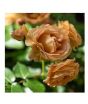 iShopping - HusMah Rare Chocolate Color Imported Rose Seeds