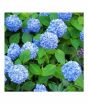 iShopping - HusMah Rare Hydrangea Seeds Blue