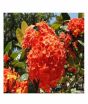 iShopping - HusMah Rare Hydrangea Seeds Orange