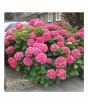iShopping - HusMah Rare Hydrangea Seeds Pink