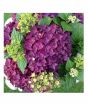 iShopping - HusMah Rare Hydrangea Seeds Purple