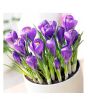 iShopping - HusMah Rare Netherlands Saffron Flower Seeds