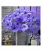 iShopping - HusMah Rare Petunia Seeds Blue