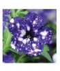 iShopping - HusMah Rare Petunia Seeds Dark Blue