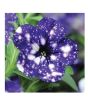 iShopping - HusMah Rare Petunia Seeds Dark Blue