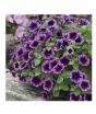 iShopping - HusMah Rare Petunia Seeds Purple