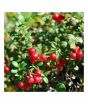 iShopping - HusMah Rare Red Pearl Cherry Blossom seeds