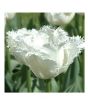 iShopping - HusMah Rare Tulip Seeds White