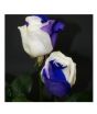 iShopping - HusMah Rare White & Blue Rose Seeds