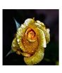 iShopping - HusMah Rare Yellow Gold Rose Imported Seeds