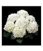 iShopping - HusMah Rare Hydrangea Seeds White