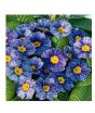 iShopping - HusMah Rare Zebra Blue Primrose seeds