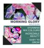 iShopping - Diy Store Morning Glory Arlequin Summer Seeds